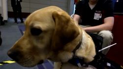Computer-equipped dogs lead way in search-and-rescue: Smart America Expo Instructional Video
