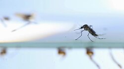Mosquitos larva adult, Example in the laboratory - scientific research and development concept. Stock Footage