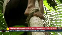 Trump’s tariffs hit Brazil’s acai exports hard News Clip