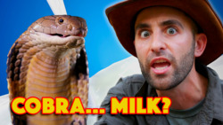 King Cobra - World's Deadliest Venom Milking! Instructional Video