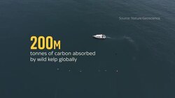 UK: Could seaweed help us mitigate the effects of climate change? News Clip