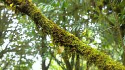 Motion video of green mossy on the tree Stock Footage
