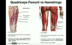 Anatomy and Functions of the Quadriceps Femorii and Hamstrings Instructional Video
