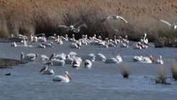 White Pelicans Stock Footage