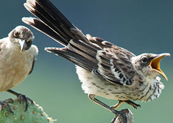 Adaptive divergence Instructional Video