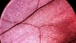 Dry Leaf Analysis Stock Footage