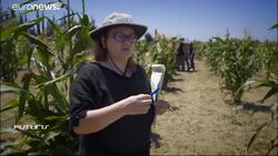 How to produce a bigger biodiversity of corn crops? News Clip