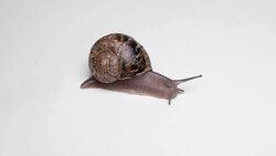 macro video shot of Snail with shell sinks on white background Stock Footage