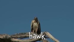 Carnivores! Learning Carnivore Animal Names for Kids Instructional Video