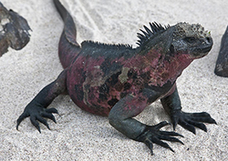 Iguanas Instructional Video