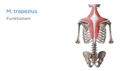 Oberflächliche Muskeln des Rückens Instructional Video