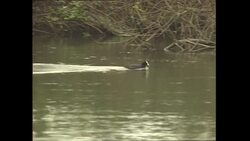 New scheme aimed at encouraging otters to return to the River Thames has been launched by Sir David Attenborough News Clip