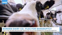 Borden Is The Latest U.S. Dairy Producer To File For Bankruptcy News Clip