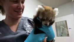 This Red Panda Needs Help Overcoming a Major Obstacle Instructional Video