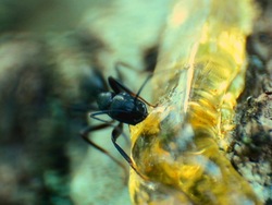 Fósiles fascinantes: tipos de fósiles Instructional Video