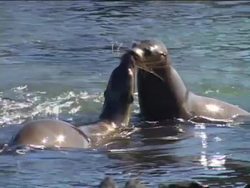 Magnificent Mammals: Introduction Instructional Video