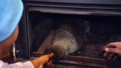 Bushwhacked! - Series 1 - Episode 11 (Urban Vet) Instructional Video