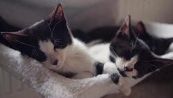 How We Domesticated Cats (Twice) Instructional Video