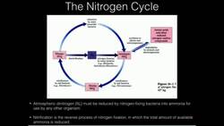 The Nitrogen Cycle and Nitrogenase Instructional Video