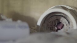 Why The Task of Saving This Mouse Species Is So Important Instructional Video