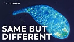 What Even Is A Species? Instructional Video