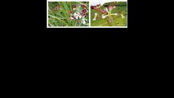 TED: The beautiful tricks of flowers | Jonathan Drori Instructional Video