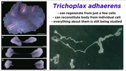 Phylum Placozoa: Plate Animals Instructional Video