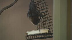 This Fruit Bat From a Secluded Island Has an Enormous Wingspan Instructional Video
