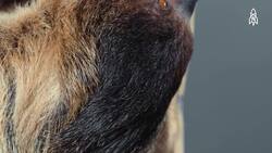 Aspen the two-toed sloth, mastering life upside down Instructional Video