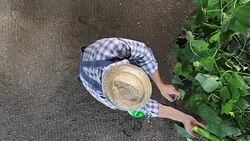 man farmer working in vegetable garden, take care a plants of cucumber, top view and copy space template Stock Footage
