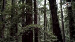 Meet the Guardian of the Albino Redwood Trees Instructional Video
