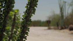 Willow House at The Meadows Hospital and Health Care News Clip