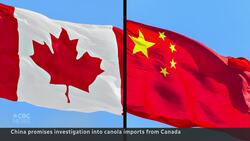 China retaliates against Canadian tariff with canola import investigation Instructional Video