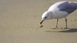 Seagull on beach Stock Footage