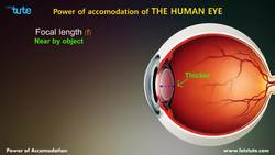 Understanding How the Human Eye Adjusts to Different Distances Instructional Video
