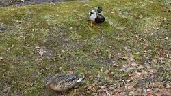 Two mallards walking on the grass Stock Footage