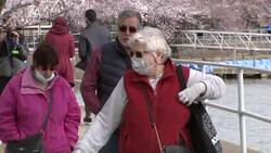 Determined DC tourists, locals take in cherry blossoms Instructional Video