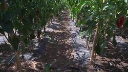 Agriculture, field, mulch film biodegradable plastic Stock Footage