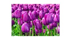 Exploring Colors Through Objects Instructional Video