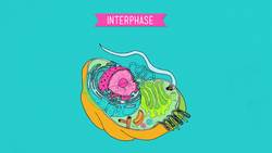 Mitosis: Splitting Up is Complicated - Crash Course Biology Instructional Video