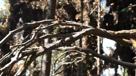 Mexico - Exploring the Monarch Butterfly Biosphere Reserve