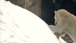 Three Polar Bears Dig and Play in Massive Snow Mound Instructional Video