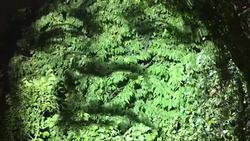 CLEAN : Faces of Amazonian Indians projected on trees at Quai Branly Museum in Paris News Clip