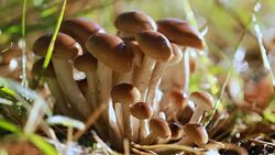 Armillaria Mushrooms of honey agaric In a Sunny forest in the rain. Stock Footage