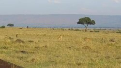 cheetahs hunting in savanna at africa Stock Footage