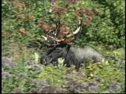 People and the Environment: Introduction Instructional Video