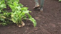 Farmer walking in sugar beet field Stock Footage