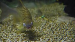 freshwater fish Stock Footage