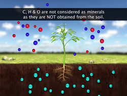 Uptake and Transport of Mineral Nutrients Instructional Video