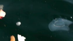 I WONDER - What Are Jellyfish Made Of? Instructional Video